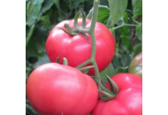 Мамстон F1 - томат индетерминантный, 500 семян, Syngenta (Сингента), Голландия  фото, цена